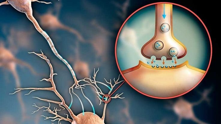 Синапс – просте пояснення роботи мозку та нервової системи синапс