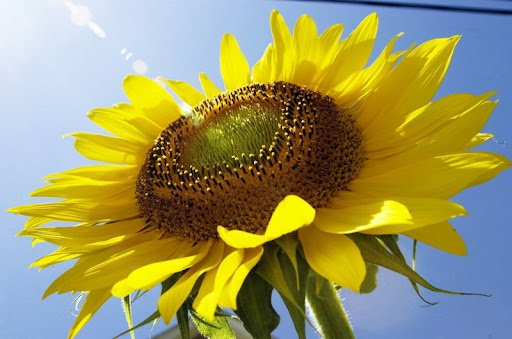 Соняшник ціна в Україні – що впливає на вартість та як вигідно продати врожай соняшник ціна